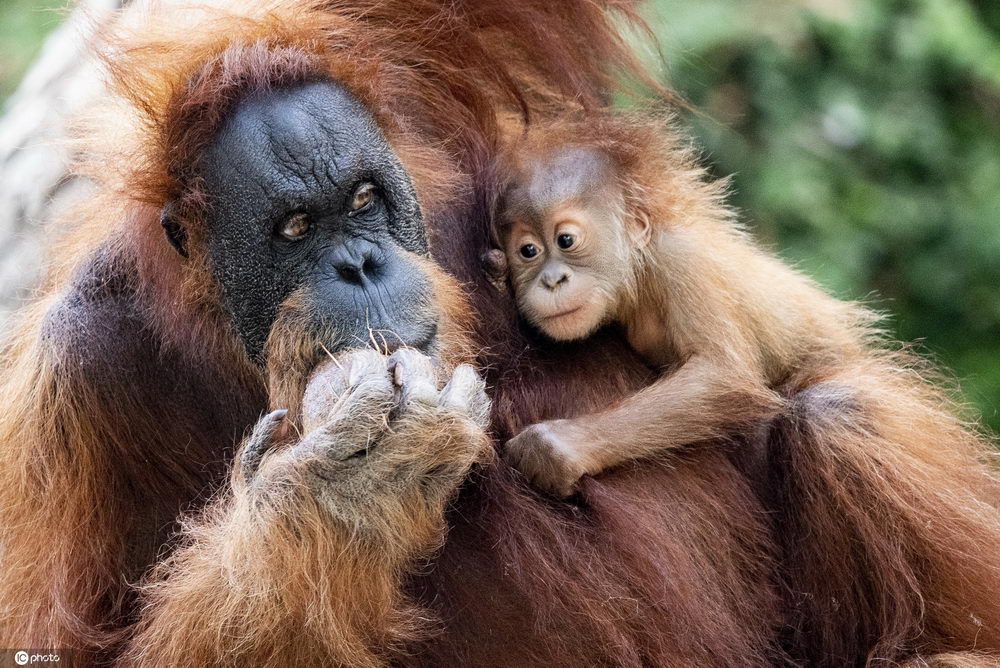 当地时间2020年9月10日,德国汉堡,哈根贝克动物园里的猩猩宝宝batu