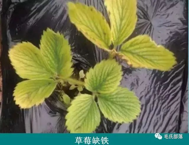 草莓種植技術草莓鐵和鋅缺乏的主要症狀發生規律及防治方法