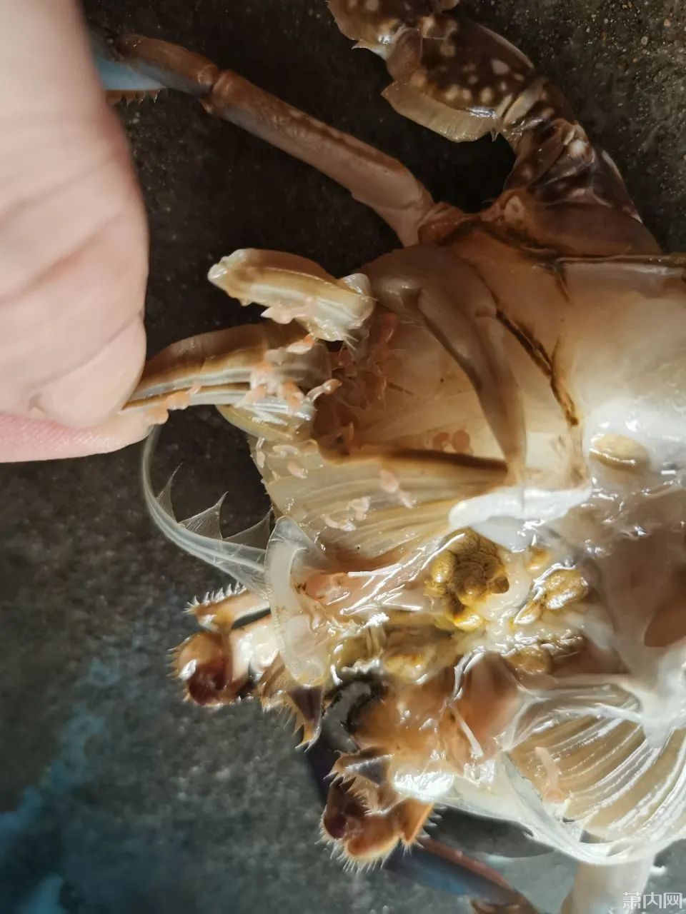 网友买来梭子蟹, 剥开一看直接扔了! 看着瘆人…还能吃吗?