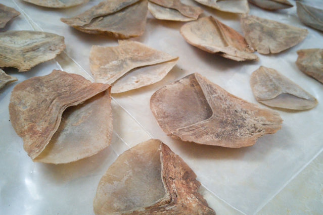 广西崇左查获非法购买运输穿山甲鳞片177公斤