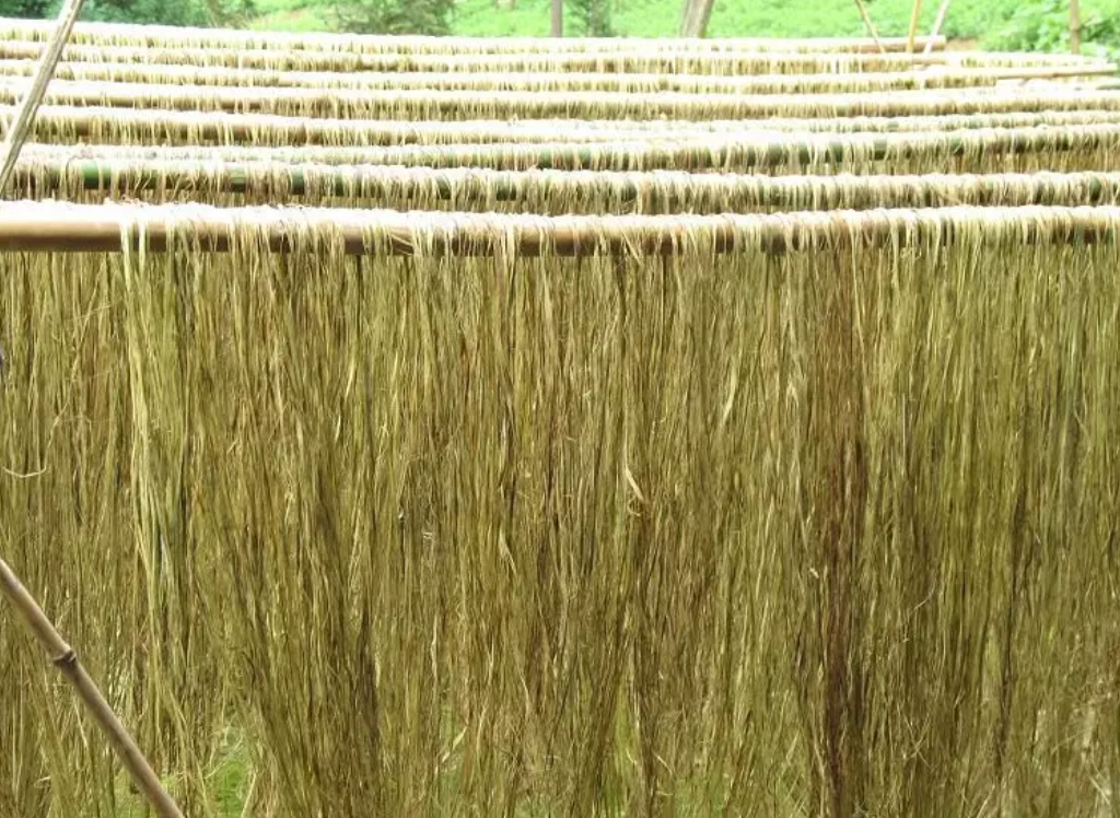 全国250余名专家学者齐聚四川大竹 为苎麻产业发展把脉问诊__凤凰网