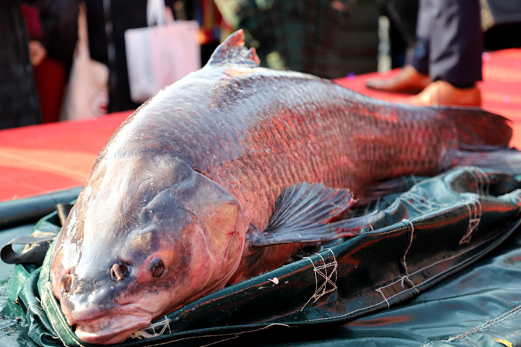 湖南常德"年鱼集" 120斤"鱼王"被拍卖后放生