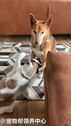 230_408gif 动态图 动图