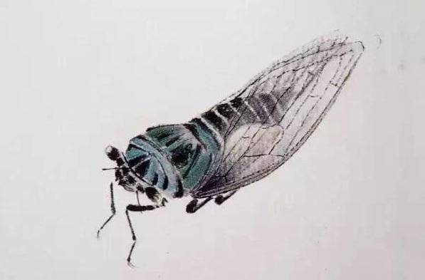 齐白石的工笔蝉,形神兼备,能和照片媲美