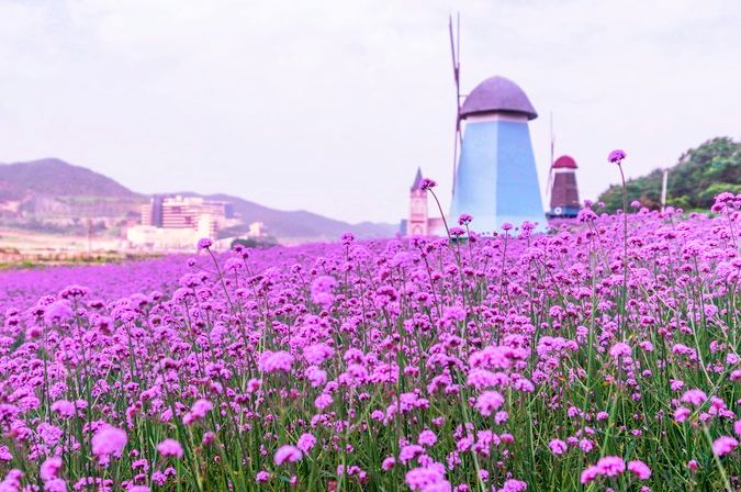 景区内还有一个被薰衣草花海簇拥着的婚纱摄影基地,离海岸边仅500米