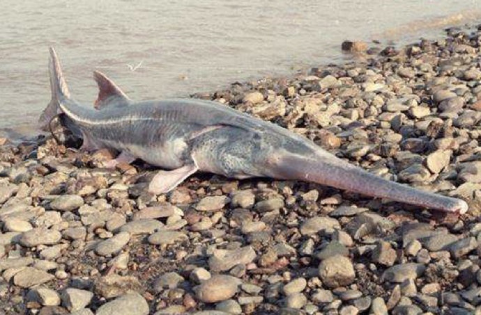 痛心中國淡水魚之王長江白鱘徹底滅絕