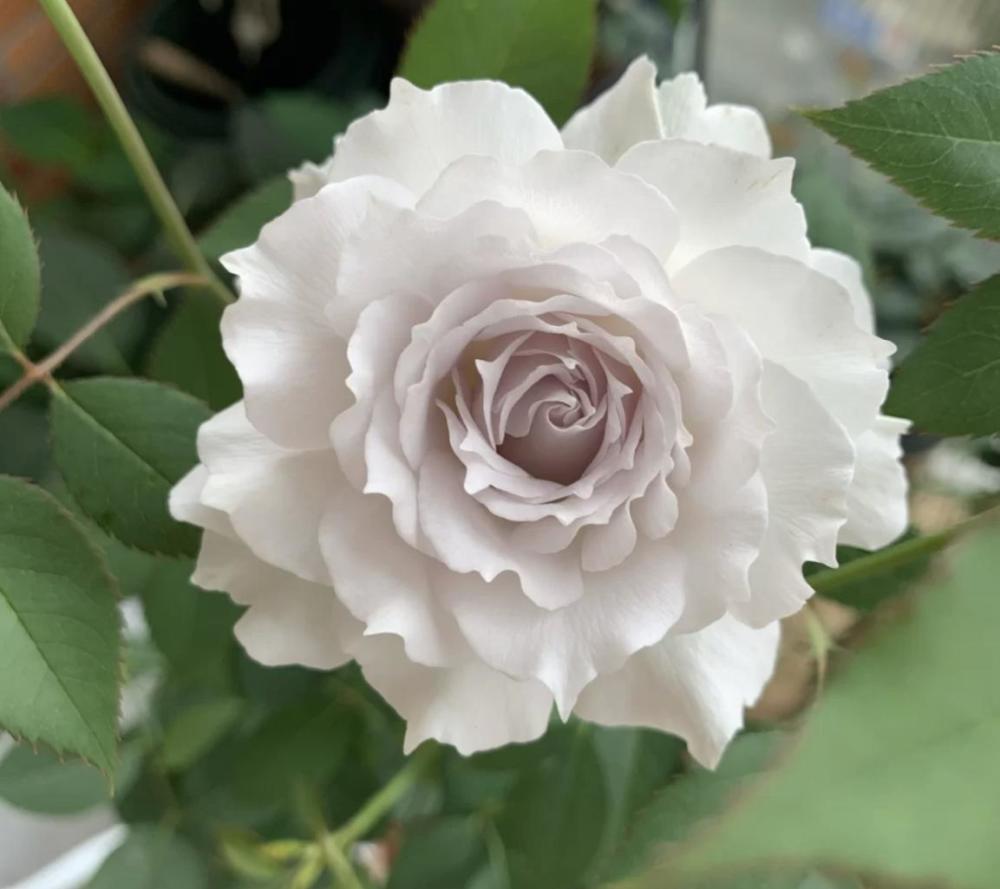 最有仙气的月季花,拥有天使之名!却十分好养活__凤凰网