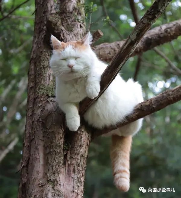 猫叔回猫星了它世无争的幸福表情治愈了无数网友