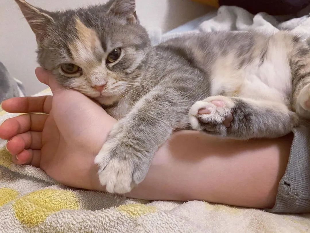 猫爪尝起来是什么味道网友试了后恩花生味