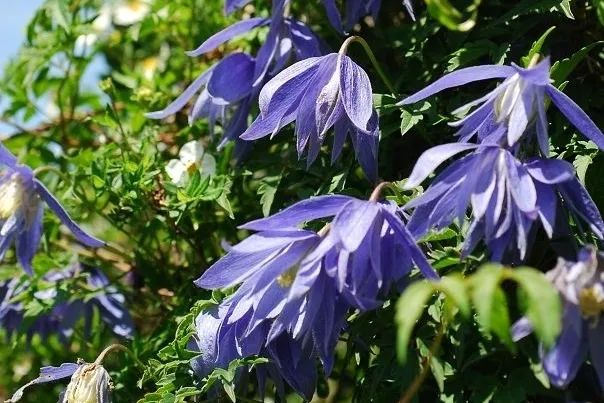 东太行花语牌 | 紫苞鸢尾,长瓣铁线莲,紫花地丁,蚂蚱腿子