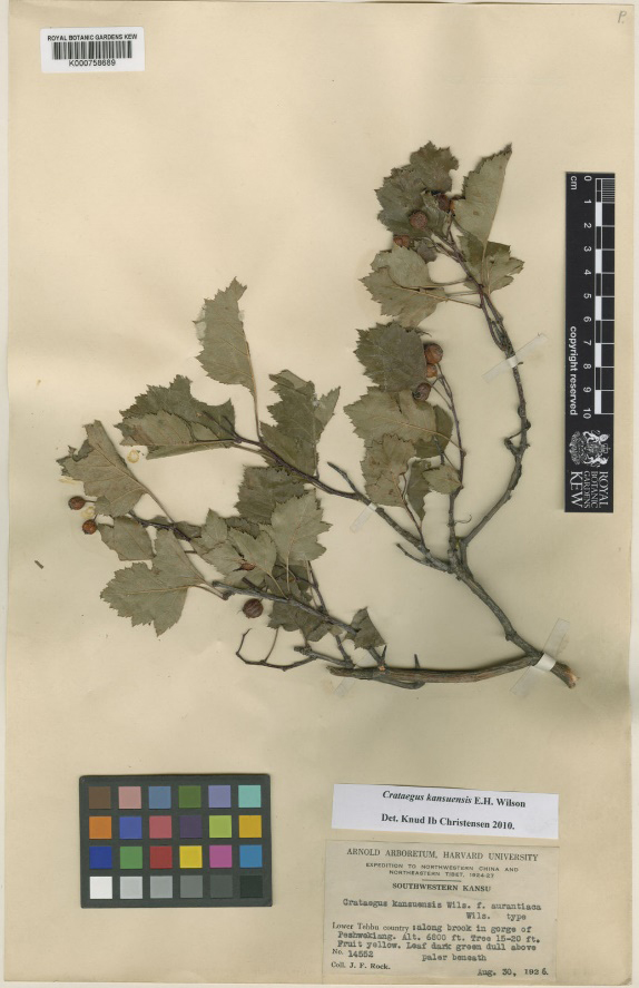 【洛克拍摄】以威尔逊命名的甘肃山楂Crataegus kansuensis Wilson. China, Gansu. (1926-10-20)