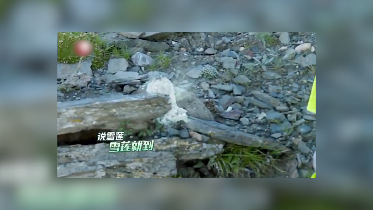 上头条的雪兔子:长得像雪莲被当中草药贱卖,还被网红拌过泡面