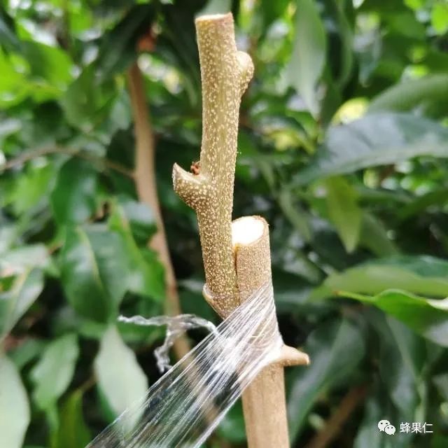 嫁接技术:果树苗木嫁接处形成树瘤疙瘩危害大,怎么办?