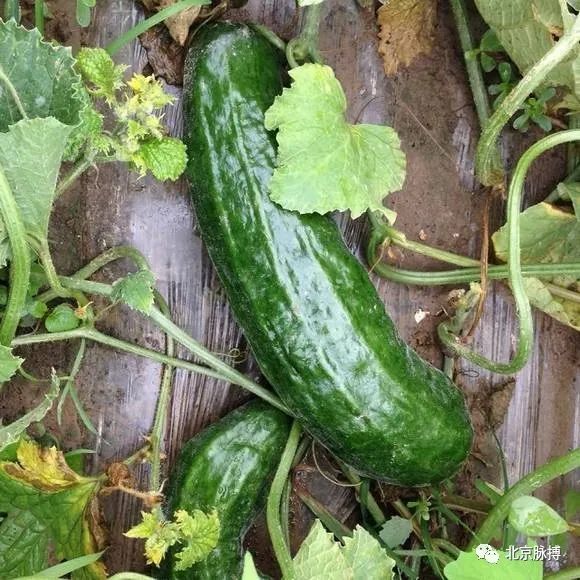 京味饮食丨腌老梢瓜