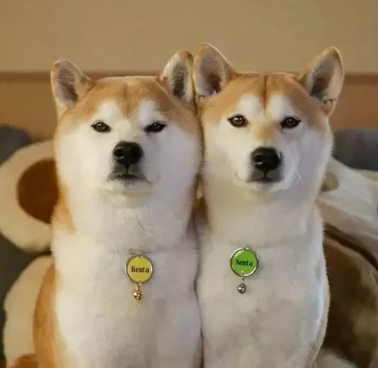 风靡ins的两只柴犬爱玩大家来找柴画风过于可爱