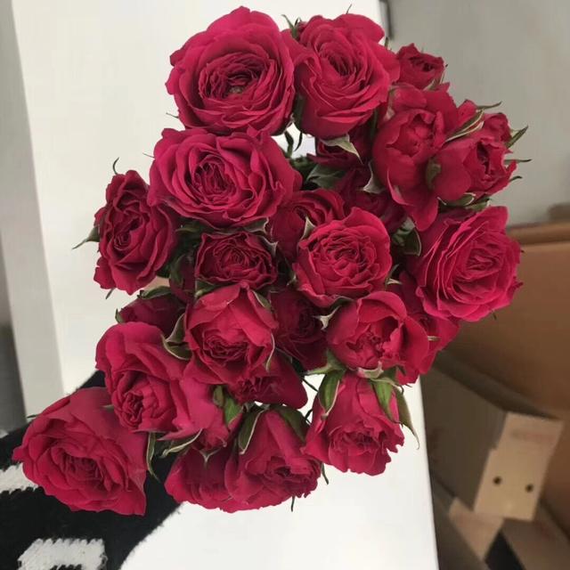 多头玫瑰品种合集 ,绚烂多彩,精致而可爱,格外亮眼