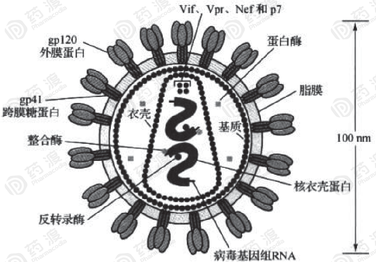 埃博拉病毒的结构图片