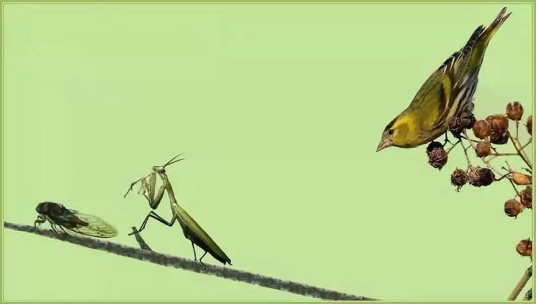 67crispr螳螂捕蝉黄雀在后