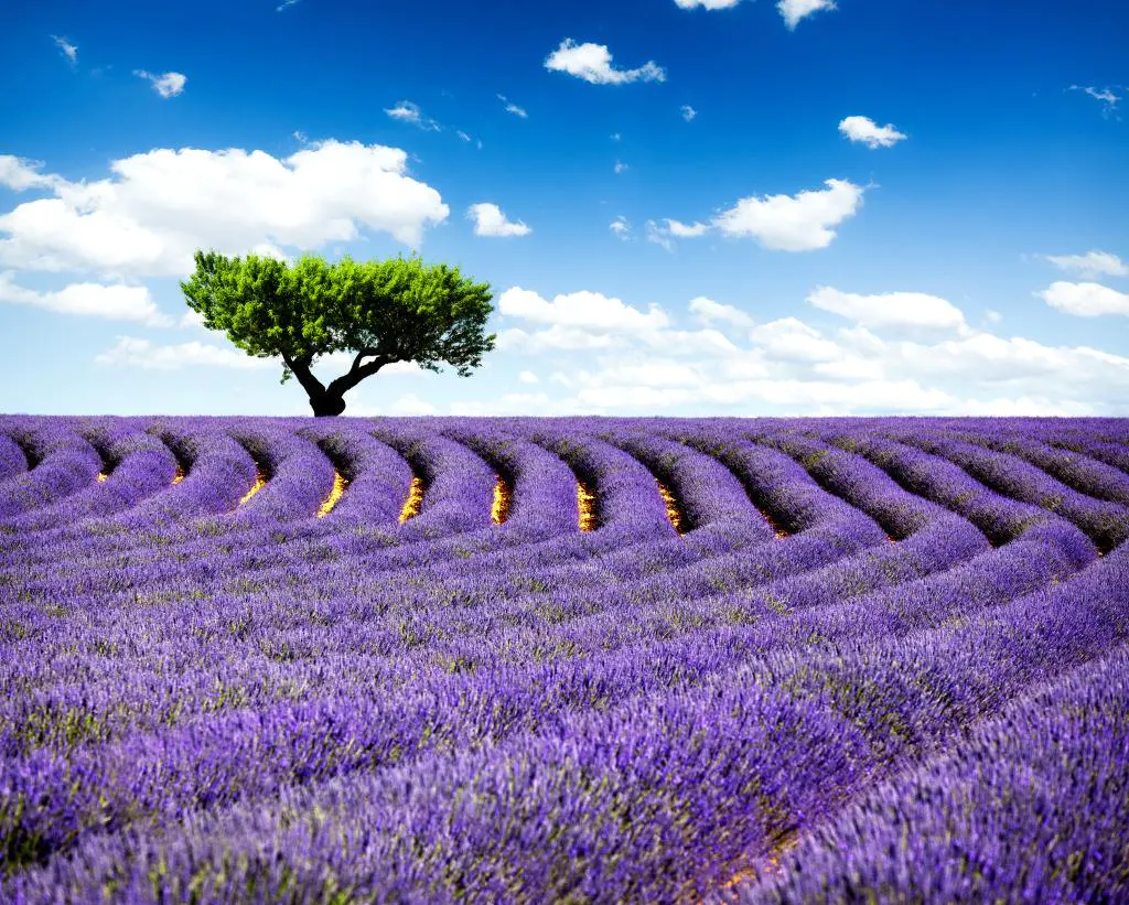 普罗旺斯浪漫薰衣草,一生至少要去一次