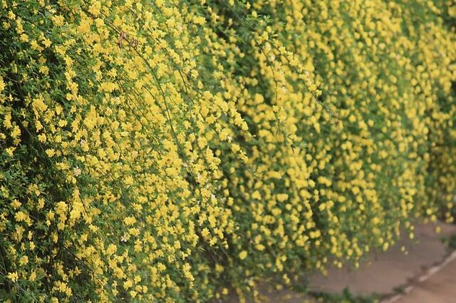 迎春花的花语(迎春花的寓意和象征)