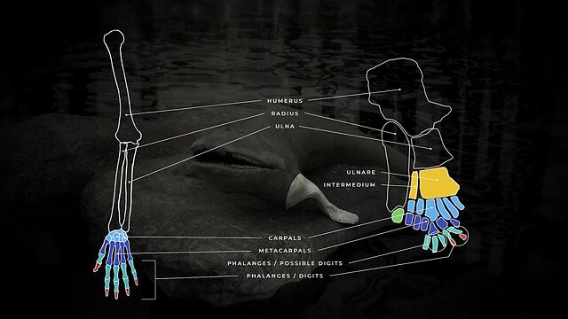 这条长有手指的鱼就是我们的共同祖先