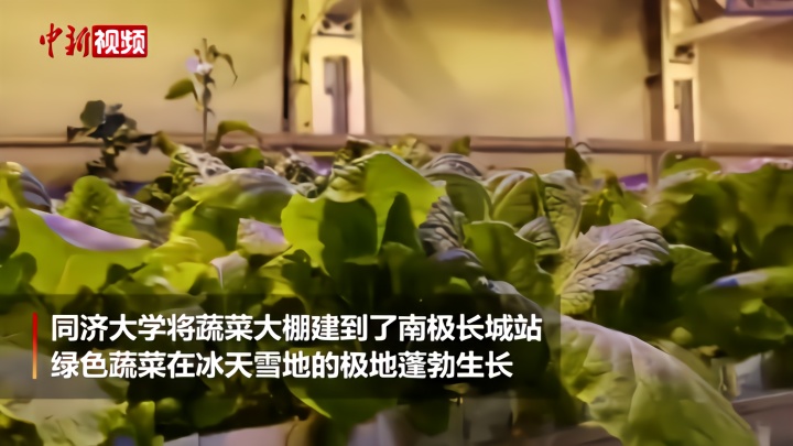 在南极种菜不想当菜农的科考队员不是好医生