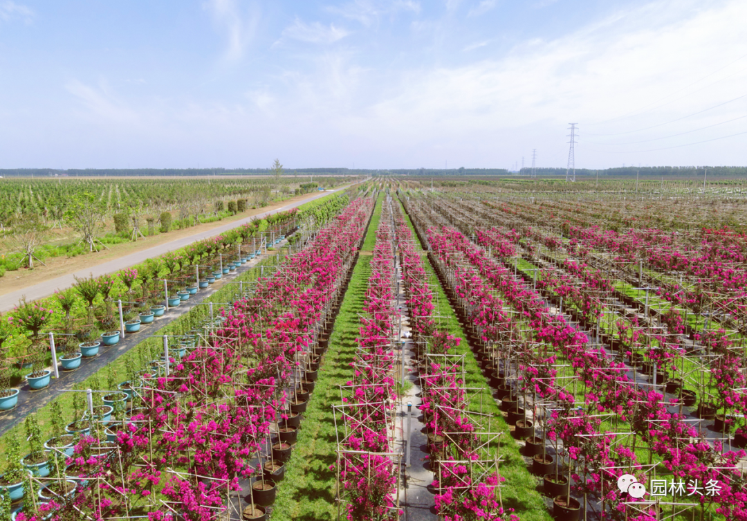 菏泽苗圃基地图片