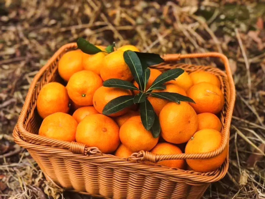橘子主题跑云南普洱上演，市民5分钟狂吃15个橘子