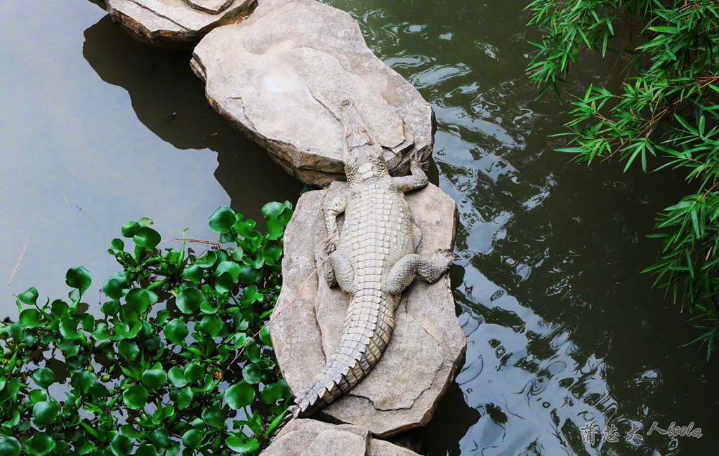 佛山親子游好去處,住海底酒店看野生動物,距離廣州1小時車程