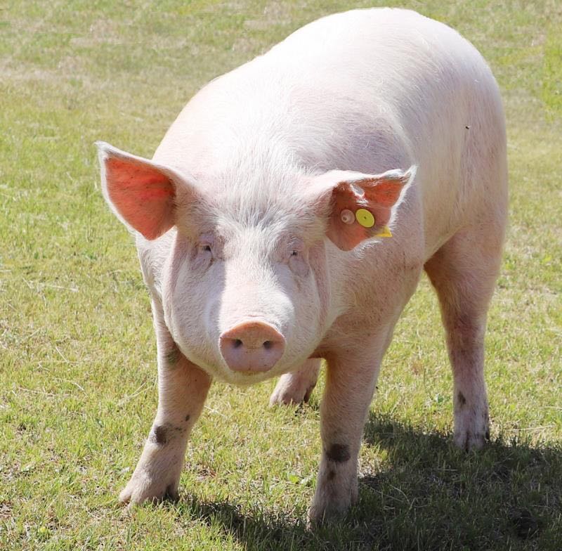 晋汾白猪标准成为国家农业行业标准