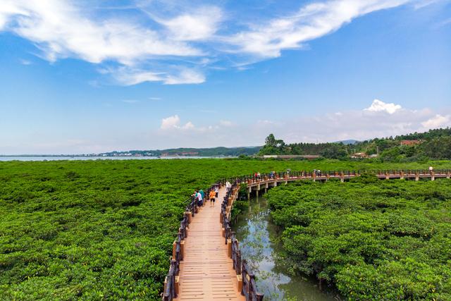 我国最大红树林旅游景区,世界第三,可以在海水下生长