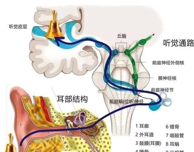 丘脑在耳朵的哪个位置图片