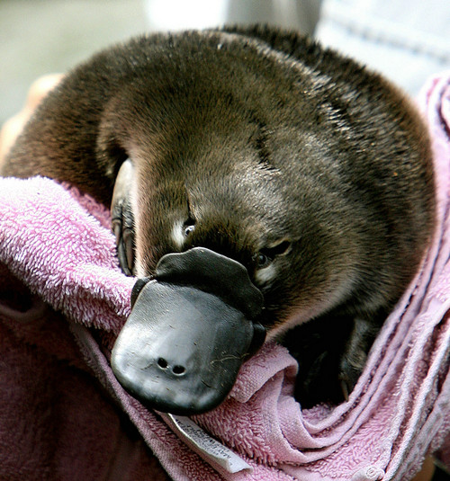 法媒：澳大利亚“珍奇动物”鸭嘴兽面临灭绝危机