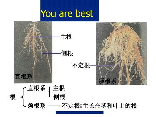 根系弱，产量低，根系强弱要看哪几点？看颜色、看深度、看根须__凤凰网