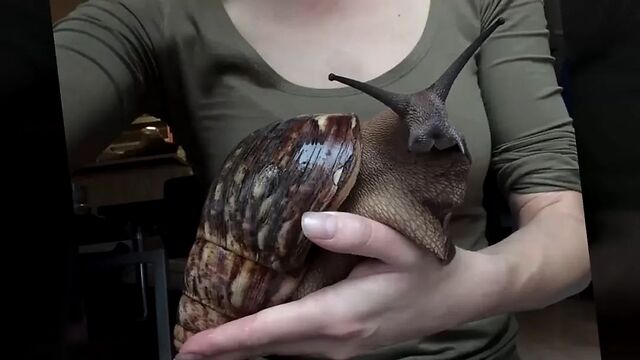 世界上最大的蜗牛,被列为世界10大入侵物种之一__凤凰网