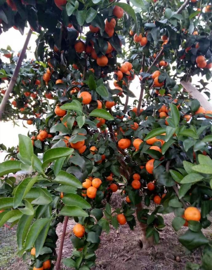 砂糖橘市场上的低迷状态,不得不让大家思考该怎么办