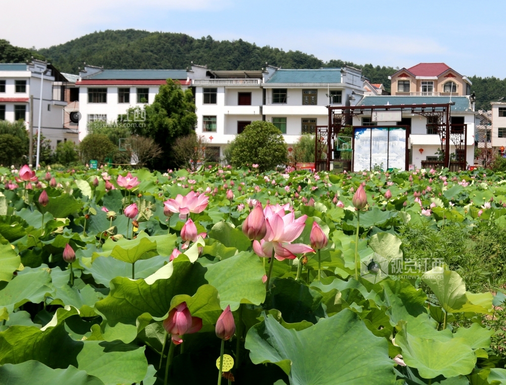 江西遂川:萬畝荷花競相綻放點綴醉美鄉村