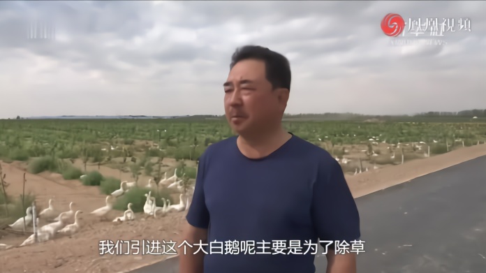 沙漠生态园来了大白鹅，秒变2000只行走的“除草机”