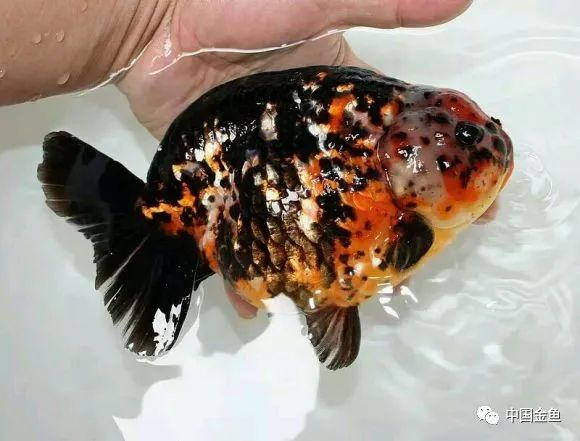 禽兽野兽怪兽猛兽无腿吸金兽