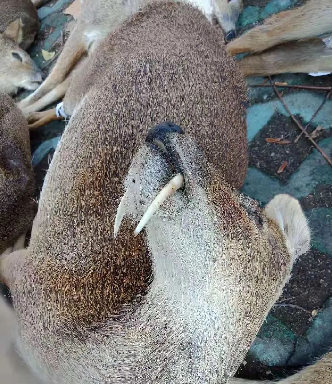 20多只獐子藏尸冷库…淮安破获非法猎捕珍贵,濒危野生动物特别重大