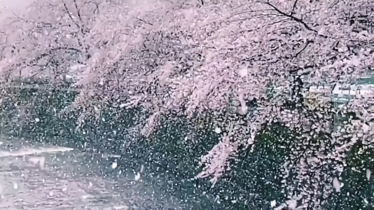 东京最近下雪了，雪景中的樱花是另一种美