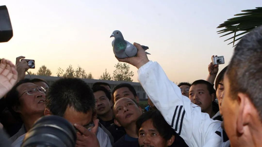 千万一只的赛鸽让国内土豪纷纷玩上瘾
