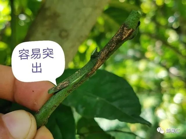 嫁接苗木时，接穗与砧木的接触面越大成活率就越高？专家：太离谱__凤凰网