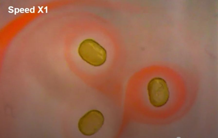 微流体设备拍摄的磁体液滴 图片来源:Xubo Liu and Tom Russell/Berkeley Lab