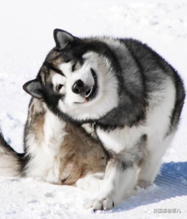 阿拉斯加雪橇犬表情包图片