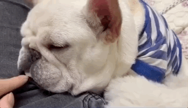 狗子睡觉也忍不住想要蹂躏