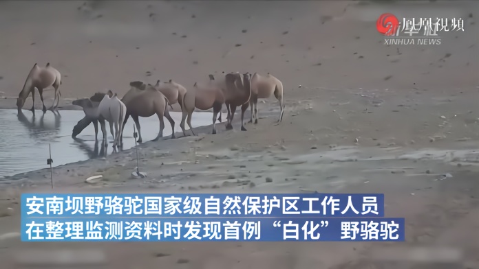 酒泉一处自然保护区发现首例“白化”野骆驼