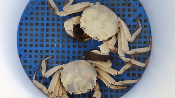 江苏现白色大闸蟹:隔着壳能看到蟹黄