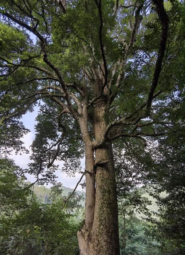 8米,这颗金丝楠木本该是选中建筑故宫的栋梁之材,但因交通不便运输