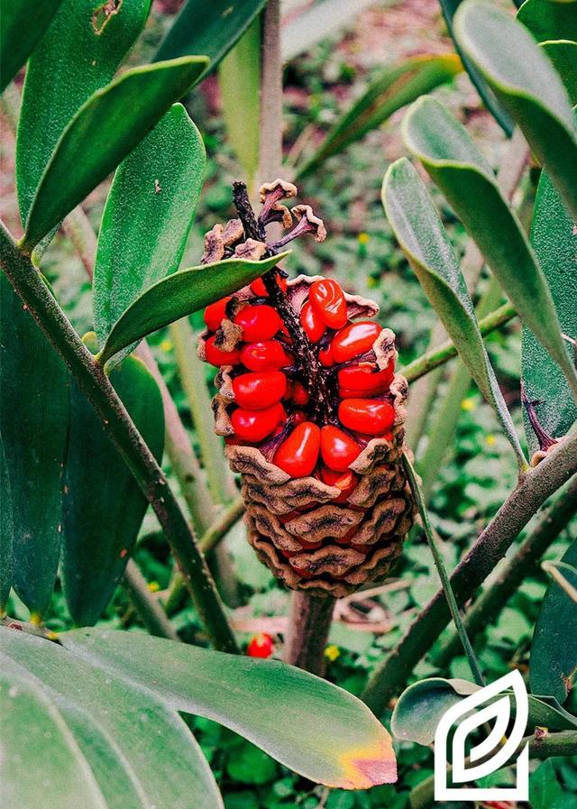 「植培施」美叶凤尾蕉zamia furfuracea 温室花卉栽培手册__凤凰网